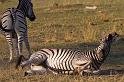 228 Linyanti, zebra's